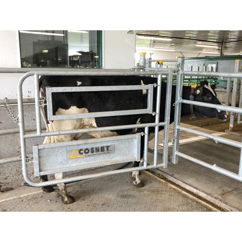 Stalle de césarienne et d’insémination