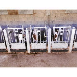 Façade pour case à veaux métallique galvanisée