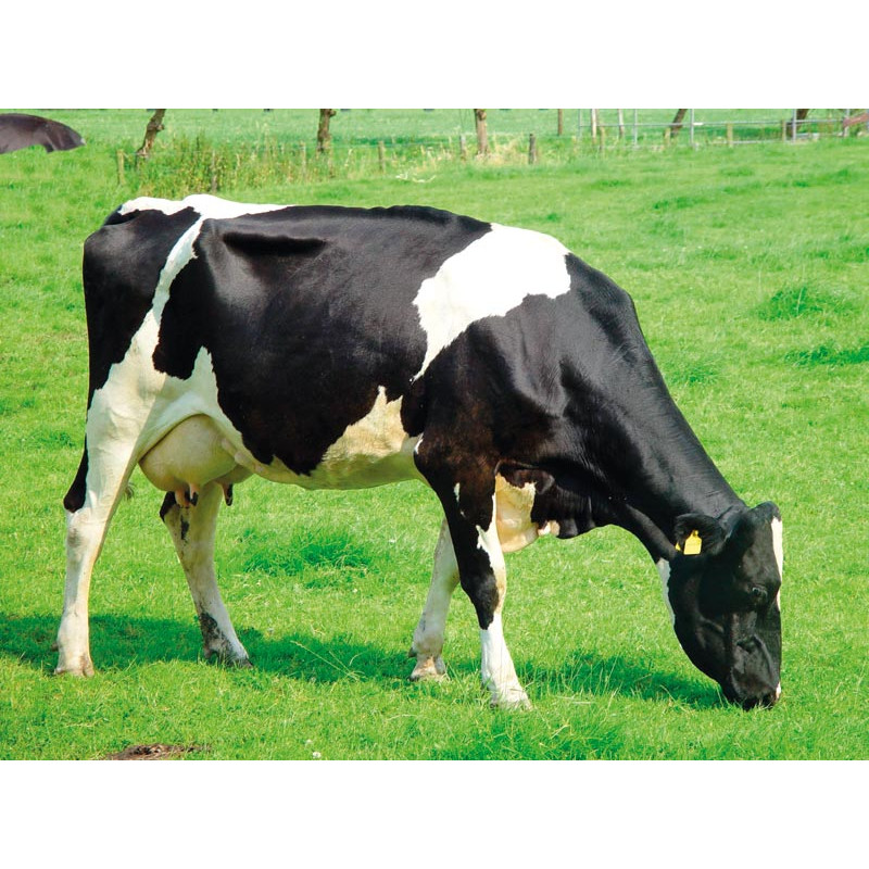 Bat-flanc de logette monopied à sceller Bat-flanc de logette monopied à sceller