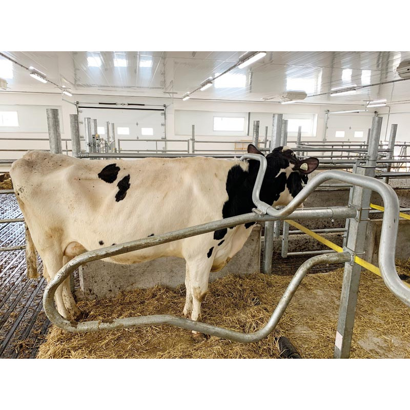 Barre au garrot cintrée Ø 49 mm pour bat-flancs