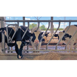 Barre d'encolure oblique Ø 42 mm avec coquilles Ø 60 mm