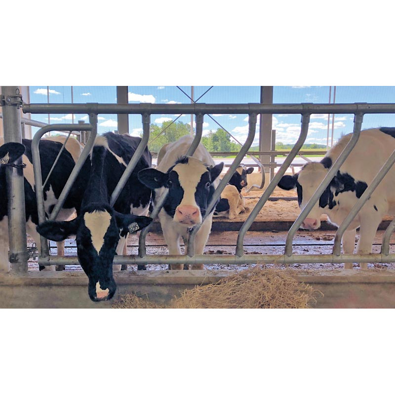 Barre d'encolure oblique Ø 42 mm avec coquilles Ø 60 mm