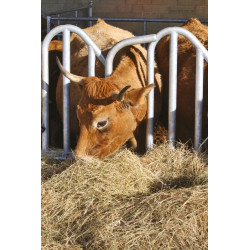 Cornadis PRO Suédois - 4 m/5 places