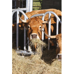 Cornadis PRO Suédois - 4 m/5 places