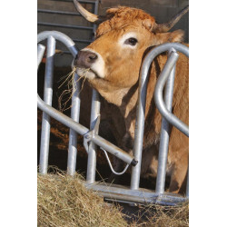 Cornadis PRO Suédois - 4 m/5 places